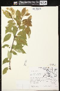 Prunus serotina var. serotina image