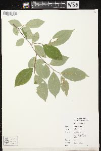 Prunus serotina var. serotina image