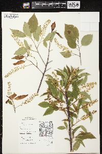 Prunus serotina var. serotina image