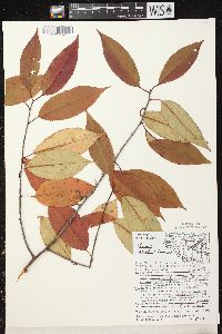 Prunus serotina var. serotina image