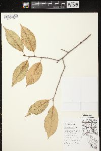 Prunus serotina var. serotina image