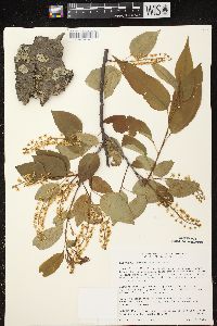 Prunus serotina var. serotina image