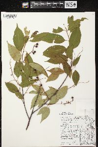 Prunus serotina var. serotina image