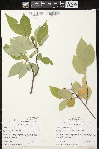 Prunus serotina var. serotina image