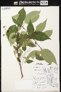 Prunus serotina var. serotina image