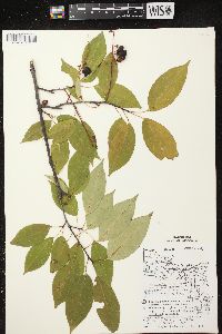 Prunus serotina var. serotina image