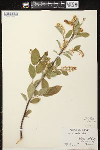 Prunus serotina var. serotina image