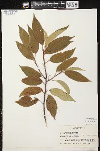 Prunus serotina var. serotina image