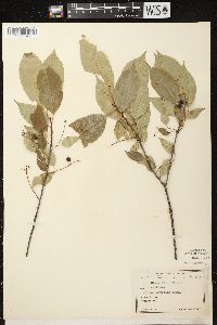 Prunus serotina var. serotina image