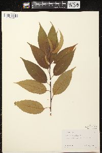 Prunus serotina var. serotina image