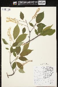 Prunus serotina var. serotina image