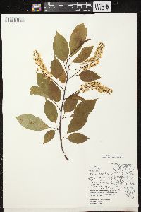 Prunus serotina var. serotina image