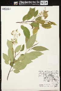 Prunus serotina var. serotina image