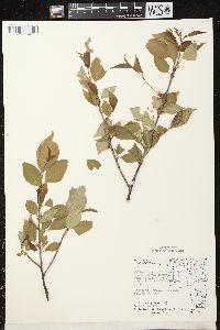 Prunus serotina var. serotina image