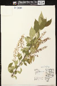 Prunus serotina var. serotina image