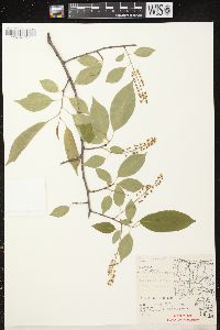 Prunus serotina var. serotina image