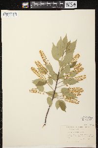 Prunus serotina var. serotina image