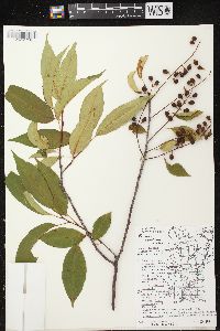 Prunus serotina var. serotina image