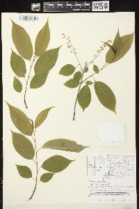 Prunus serotina var. serotina image