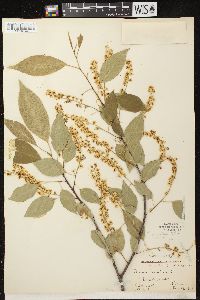 Prunus serotina var. serotina image