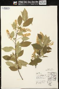 Prunus serotina var. serotina image