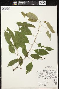 Prunus serotina var. serotina image