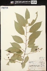 Prunus serotina var. serotina image