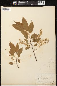 Prunus serotina var. serotina image