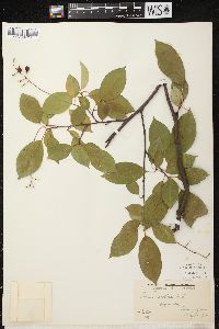 Prunus serotina var. serotina image