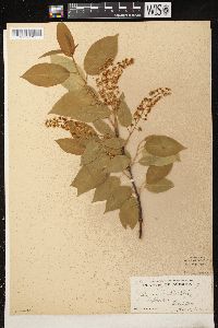 Prunus serotina var. serotina image