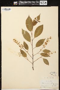 Prunus serotina var. serotina image