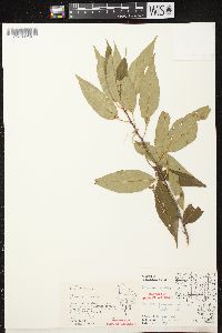 Prunus serotina var. serotina image