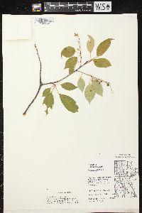 Prunus serotina var. serotina image