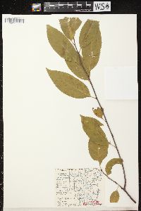 Prunus serotina var. serotina image