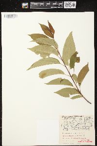 Prunus serotina var. serotina image