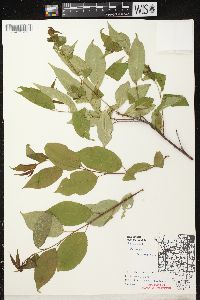 Prunus serotina var. serotina image