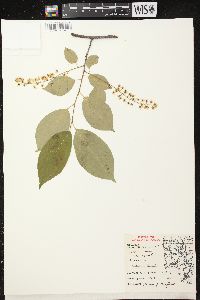 Prunus serotina var. serotina image