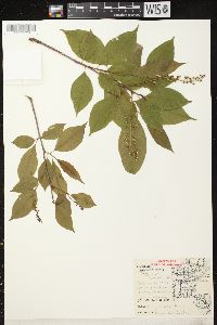 Prunus serotina var. serotina image