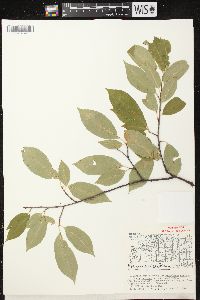 Prunus serotina var. serotina image