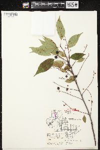 Prunus serotina var. serotina image