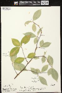 Prunus serotina var. serotina image