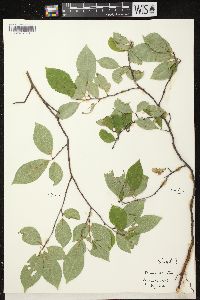 Prunus serotina var. serotina image