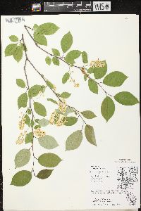 Prunus virginiana var. virginiana image