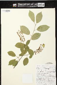 Prunus virginiana var. virginiana image