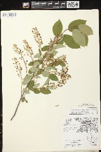 Prunus virginiana var. virginiana image