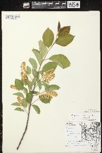 Prunus virginiana var. virginiana image