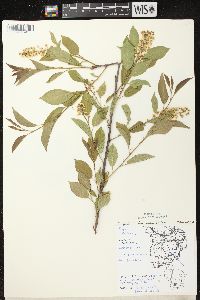 Prunus virginiana var. virginiana image