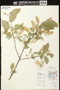 Prunus virginiana var. virginiana image