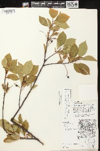 Prunus virginiana var. virginiana image