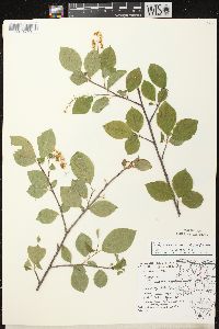 Prunus virginiana var. virginiana image